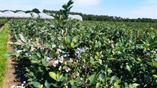 Samana bezocht blauwbessenbedrijf in Oudsbergen