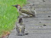 Hongerige groene spechten