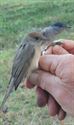 Vogels ringen voor de natuurwetenschap
