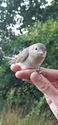 Vogels ringen voor de natuurwetenschap