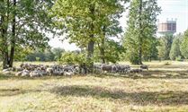 Herders: idylische job met veel zorgen