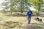 Herders: idylische job met veel zorgen