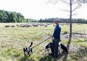 Herders: idylische job met veel zorgen
