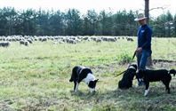 Herders: idylische job met veel zorgen