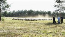 Herders: idylische job met veel zorgen