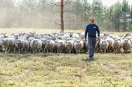 Herders: idylische job met veel zorgen