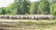 Herders: idylische job met veel zorgen