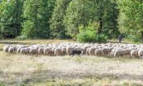 Herders: idylische job met veel zorgen