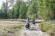 Herders: idylische job met veel zorgen
