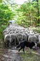 Herders: idylische job met veel zorgen