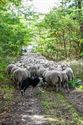 Herders: idylische job met veel zorgen