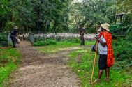 Herders: idylische job met veel zorgen