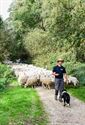 Herders: idylische job met veel zorgen