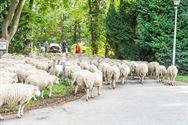 Herders: idylische job met veel zorgen