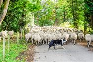 Herders: idylische job met veel zorgen