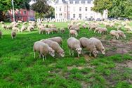 Herders: idylische job met veel zorgen