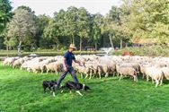 Herders: idylische job met veel zorgen