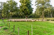 Herders: idylische job met veel zorgen