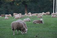 De schapen zijn ontwaakt en weer vertrokken