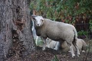 De schapen zijn ontwaakt en weer vertrokken