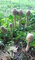 Herfst in de natuur (1)