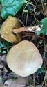Herfst in de natuur (1)