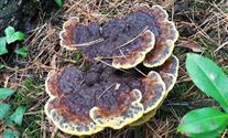 Herfst in de natuur (2)