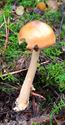 Herfst in de natuur (3)