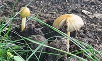 Herfst in de natuur (3)