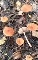 Herfst in de natuur (3)