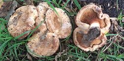 Herfst in de natuur (3)