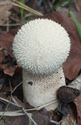 Herfst in de natuur (3)