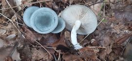 Herfst in de natuur (4)
