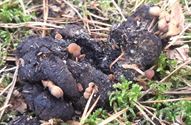 Herfst in de natuur (4)