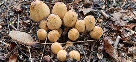 Herfst in de natuur (5)