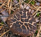 Herfst in de natuur (5)