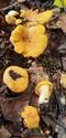 Herfst in de natuur (6)