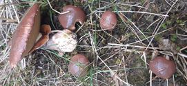 Herfst in de natuur (6)