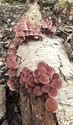 Herfst in de natuur (7)