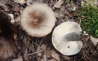 Herfst in de natuur (7)