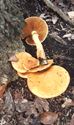 Herfst in de natuur (7)
