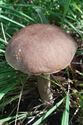 Herfst in de natuur (8)