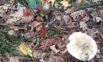 Herfst in de natuur (9)