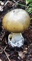 Herfst in de natuur (9)