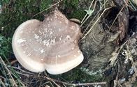 Herfst in de natuur (10)