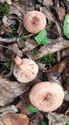 Herfst in de natuur (10)