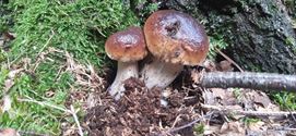 Herfst in de natuur (11)