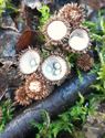 Herfst in de natuur (12)