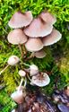 Herfst in de natuur (12)