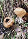 Herfst in de natuur (13)